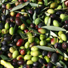 olive bottega del sannio